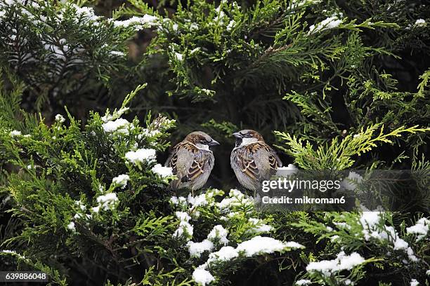 two eurasian sparrows (passer montanus) - house sparrow stock pictures, royalty-free photos & images
