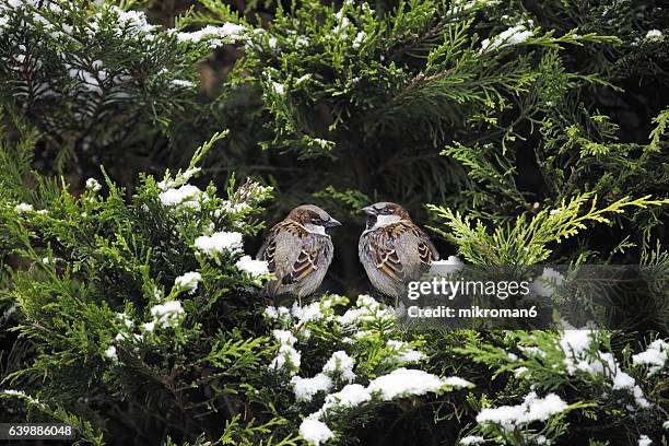 two eurasian sparrows (passer montanus) - american arborvitae stock pictures, royalty-free photos & images