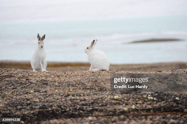 arctic hare in northern greenland - arctic hare stock-fotos und bilder
