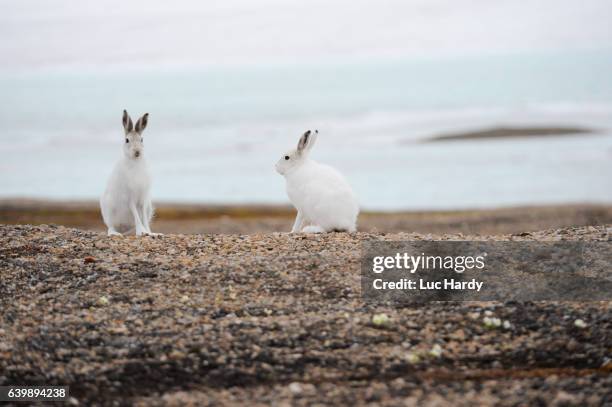 arctic hare in northern greenland - arctic hare stock pictures, royalty-free photos & images