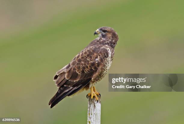 common buzzard [buteo buteo] - eurasian buzzard stock pictures, royalty-free photos & images