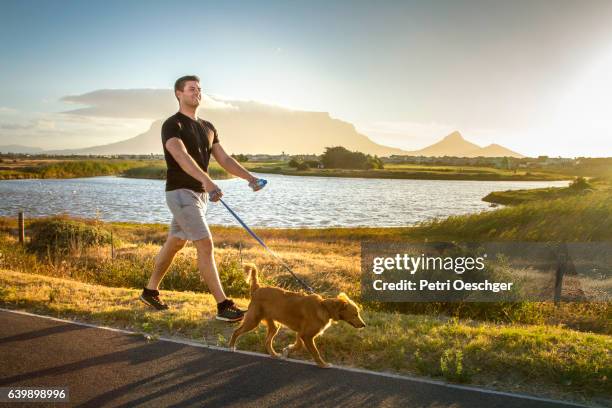 man walking his dog. - levar cão a passear imagens e fotografias de stock