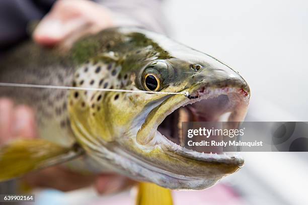 big brown caught with a small fly - brown trout 個照片及圖片檔