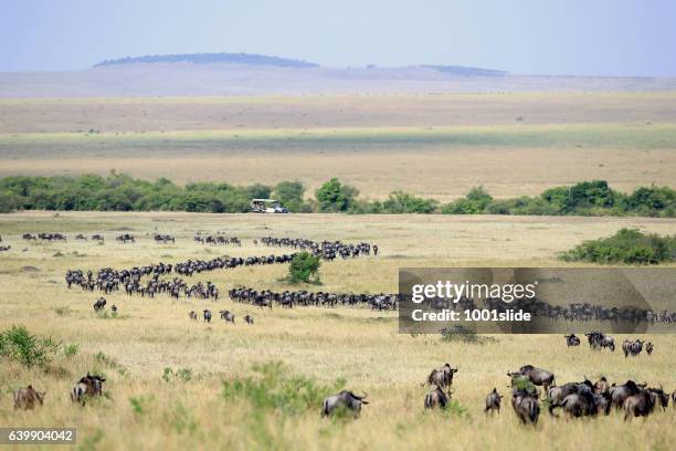 great wildebeest migration in kenya with safari vehicle - wildebeest stock pictures, royalty-free photos & images