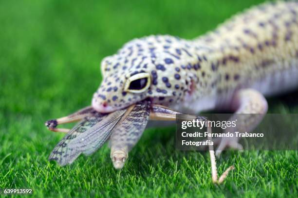 lizard (leopard gecko) eating an insect - gecko leopard stock pictures, royalty-free photos & images