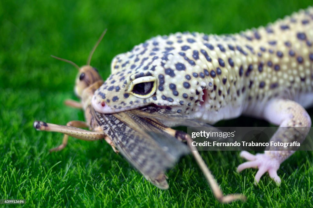 Lizard Eating Insect