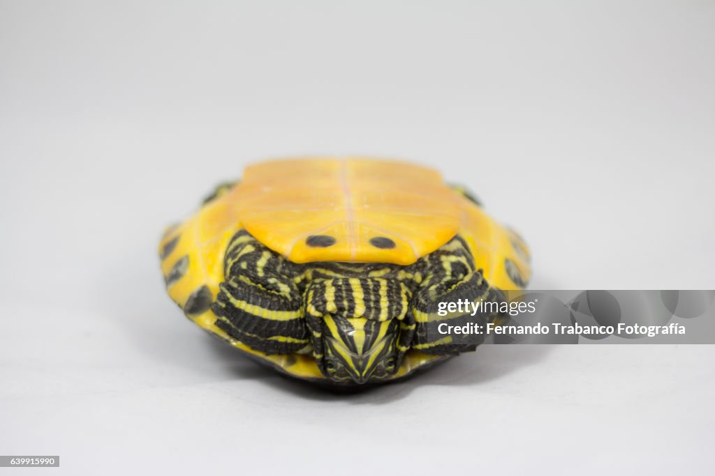Tortoise upside down, balancing on shell