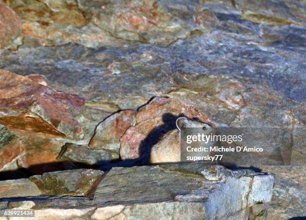 cute american pika in a boulderfield - wildnisgebiet ansel adams stock-fotos und bilder