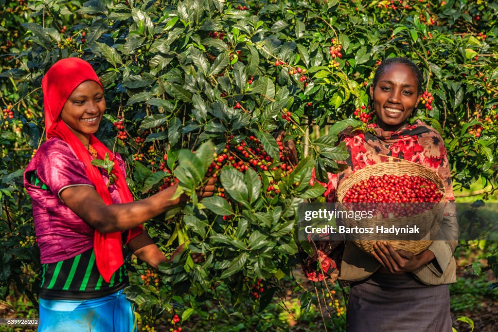 Young African women collecting coffee cherries, East Africa
