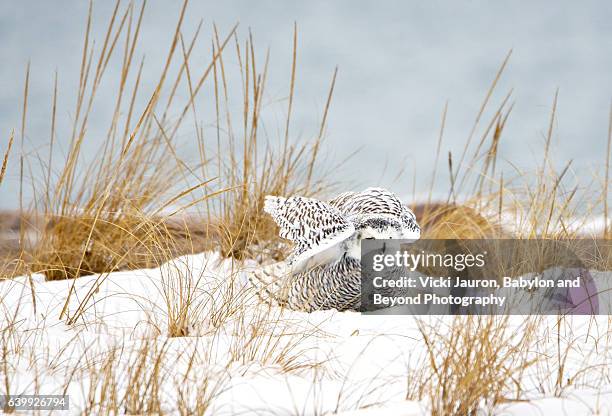 snowy owl (bubo scandiacus) moving its wings at jones beach - northeast stock pictures, royalty-free photos & images