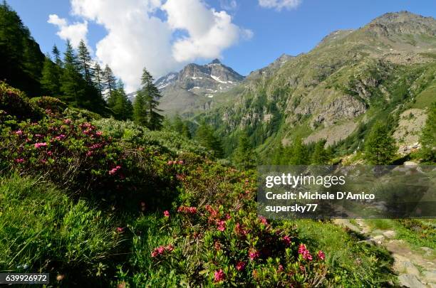 colourful timberline on the alps - summer of 77 stock pictures, royalty-free photos & images