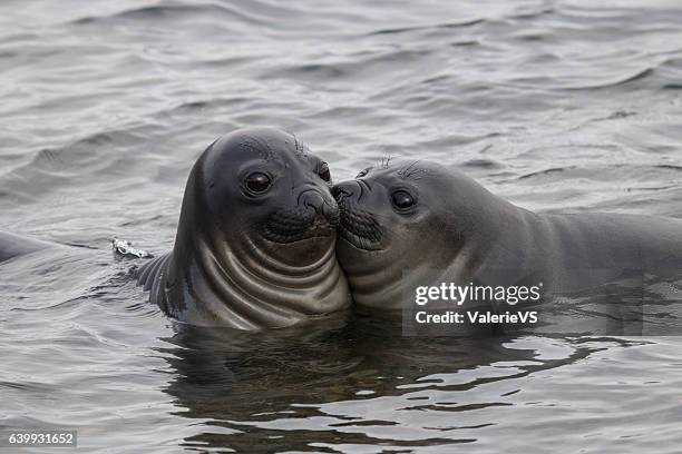 Funny elephant seals