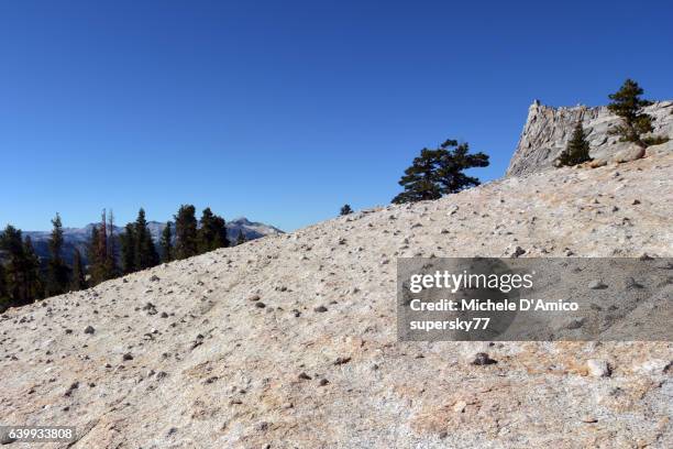 timberline on granitic soil in the high sierra nevada - feldspar stock pictures, royalty-free photos & images