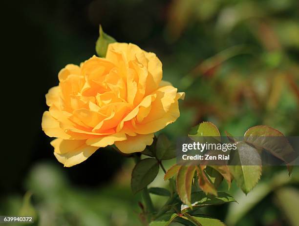 julia child rose, floribunda rose, absolutely fabulous rose, a single yellow rose, cultivar - julia rose - fotografias e filmes do acervo