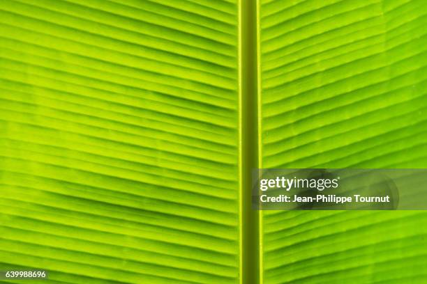 vegetal symmetry - back lit banana leaf after the rain near luang prabang, in northern laos, southeast asia - texture vegetal stock pictures, royalty-free photos & images