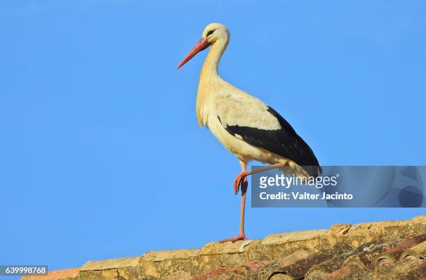 white stork (ciconia ciconia) - stork stockfoto's en -beelden