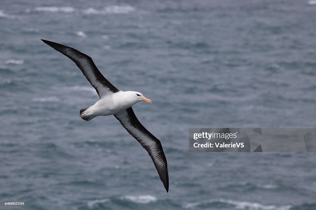 Flying black browed albatross