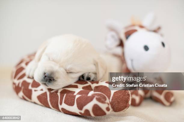 102 Do Giraffes Lay Down Stock Photos, High-Res Pictures, and Images