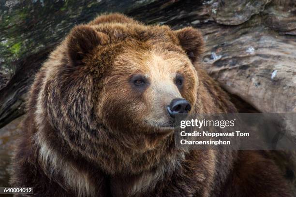 grizzly bear - brown bear stock pictures, royalty-free photos & images