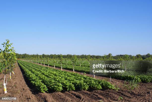 rows of beans planted in between young walnut orchard for crop production during early development of orchard - chico stock pictures, royalty-free photos & images