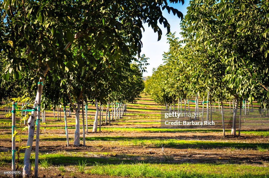 Rows of trees in young walnut orchard with trees still staked to help withstand wind