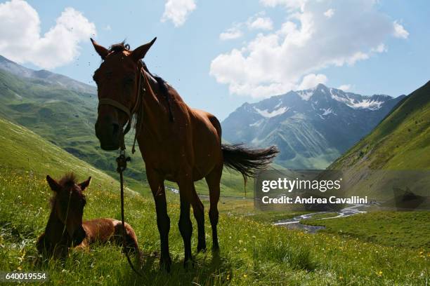 two horses at the entrance of a valley - ecoturismo stock-fotos und bilder