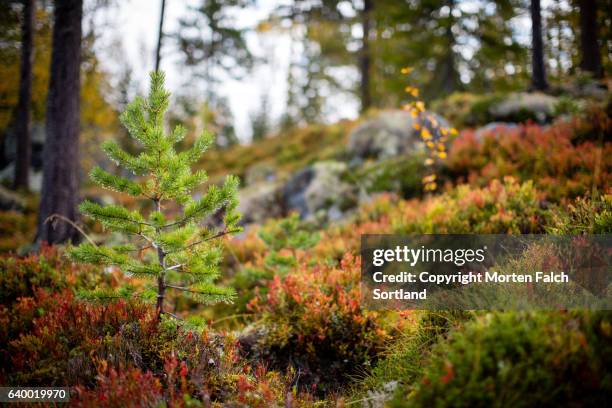 sapling - sapling stock pictures, royalty-free photos & images