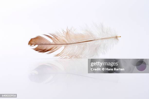 lightweight feather - falling feathers stock pictures, royalty-free photos & images