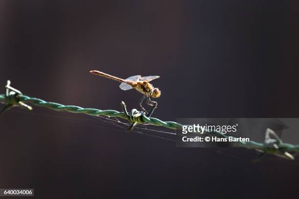 dragon fly resting on a barbed wire - hans barten stockfoto's en -beelden