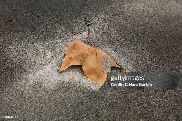 dried leaf in sand - hans barten stockfoto's en -beelden