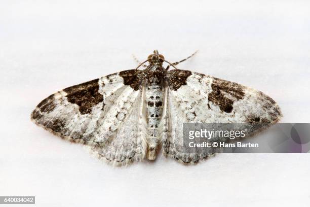 moth with spread wings - moth stock pictures, royalty-free photos & images