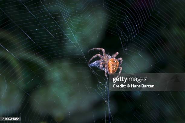 spider hunting - hans barten stockfoto's en -beelden