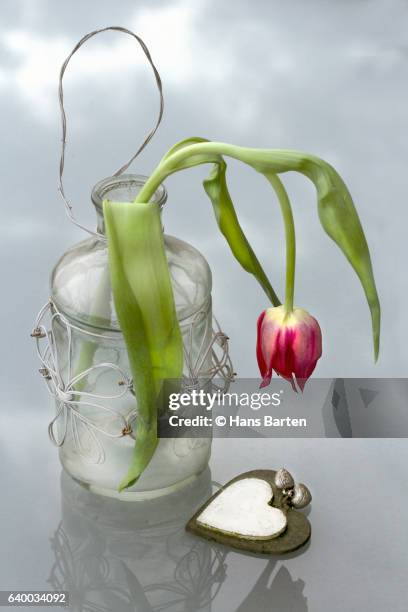 tulip in vase - hans barten stockfoto's en -beelden