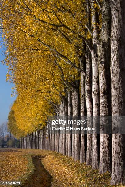 landscape and trees - hans barten stockfoto's en -beelden