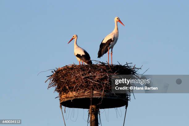 white storks on a nest - hans barten stockfoto's en -beelden