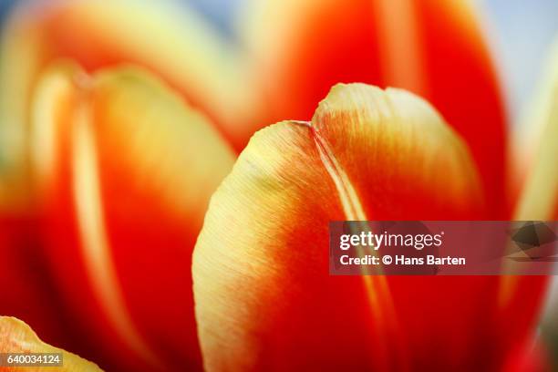 macro of a tulip - hans barten stockfoto's en -beelden