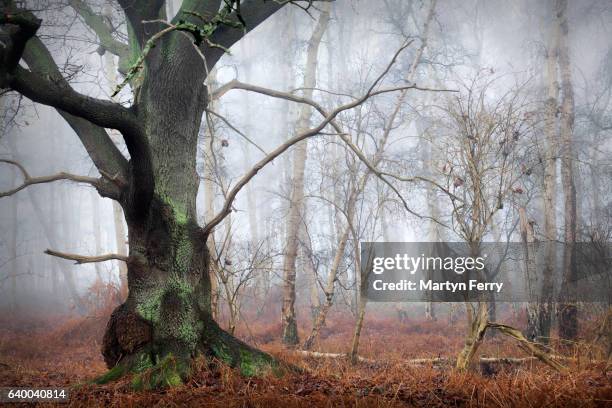 Illustrated diagram of a fen Stock Photo - Alamy