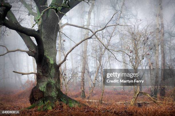 oak & birch trees obscured by winter fog, holme fen, cambridgeshire, east anglia, uk - fen stock pictures, royalty-free photos & images