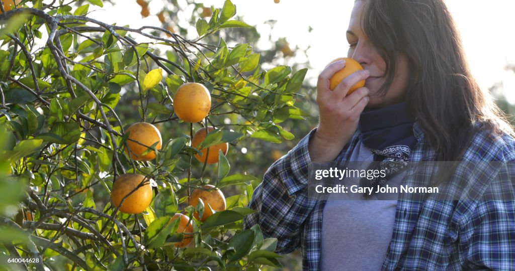Female farmer picking oranges in orchard