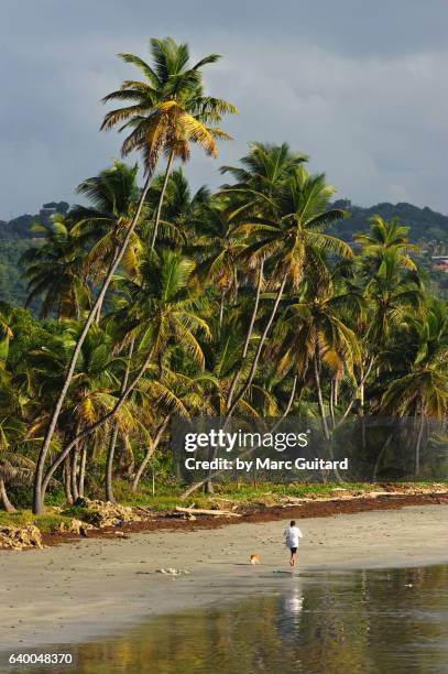 little rockly bay, tobago, trinidad & tobago - tobago stock pictures, royalty-free photos & images