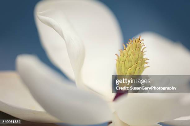 fresh white magnolia flower - stamen stock pictures, royalty-free photos & images