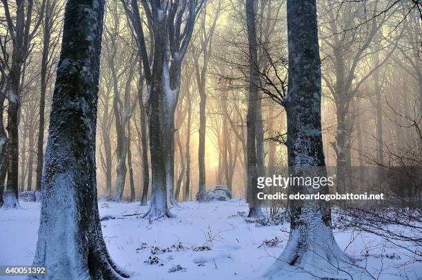 snowy beech forest at sunset - edoardogobattoni foto e immagini stock