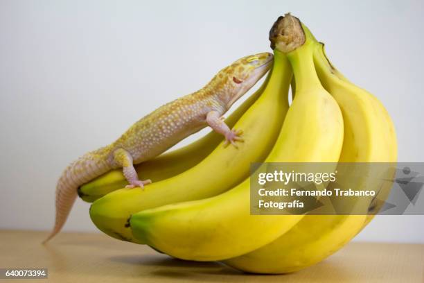 lizard sleeping on some bananas - sleeping lizard stock pictures, royalty-free photos & images