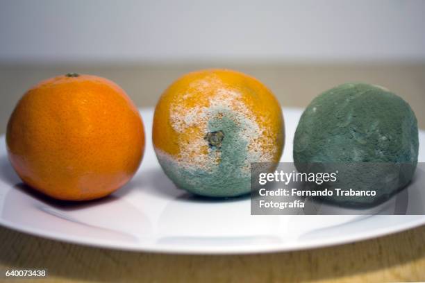 rotten oranges - dead rotten stock pictures, royalty-free photos & images