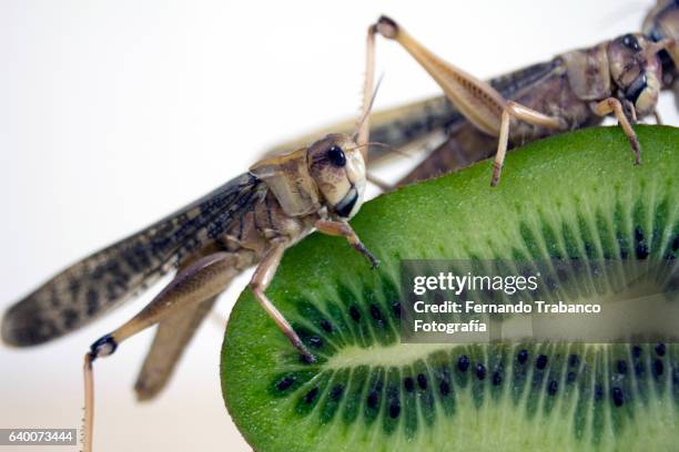 grasshopper eating fruit (kiwi) - acid attacks stock pictures, royalty-free photos & images