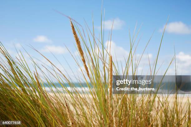 dune with marram grass at beach - marram grass stock pictures, royalty-free photos & images