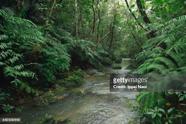 rainforest river in iriomote-ishigaki national park, japan - insel iriomote stock-fotos und bilder