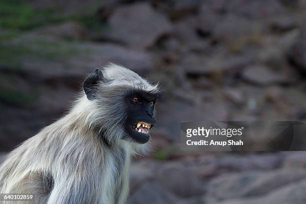 hanuman langur female grimmacing - angry monkey stock pictures, royalty-free photos & images