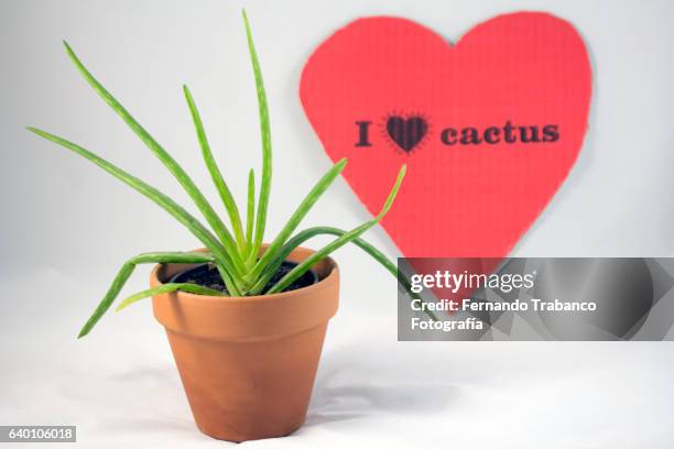 i love cactus - lechuguilla cactus stock pictures, royalty-free photos & images