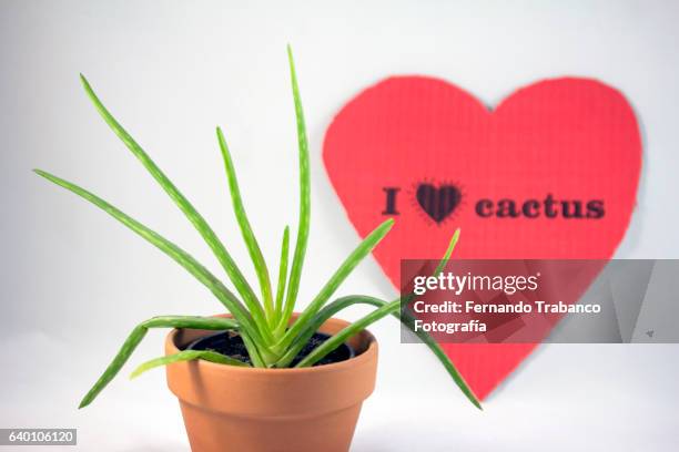 i love cactus. present in valentine´s day - lechuguilla cactus stock pictures, royalty-free photos & images